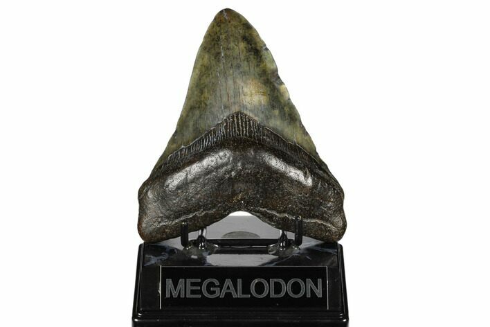 Fossil Megalodon Tooth - South Carolina #178797